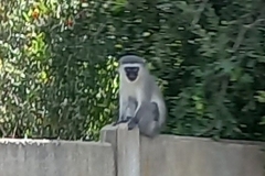 Chlorocebus pygerythrus pygerythrus