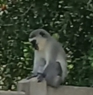 Chlorocebus pygerythrus pygerythrus