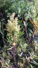 Searsia angustifolia