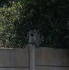 Chlorocebus pygerythrus pygerythrus