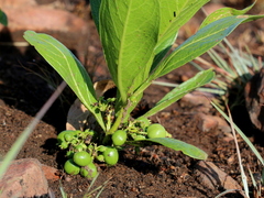 Pygmaeothamnus zeyheri