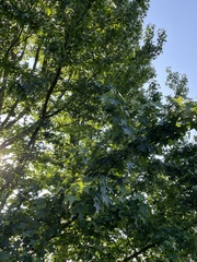 Liquidambar