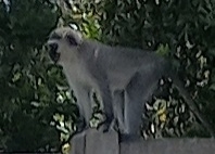 Chlorocebus pygerythrus pygerythrus