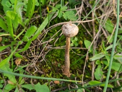 Tulostoma brumale