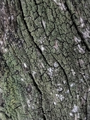 Buellia griseovirens