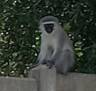 Chlorocebus pygerythrus pygerythrus