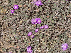 Drosanthemum candens