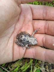 Pristimantis unistrigatus