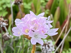 Armeria