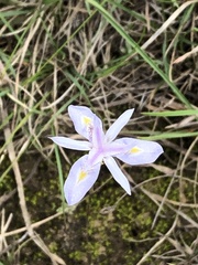 Dietes iridioides