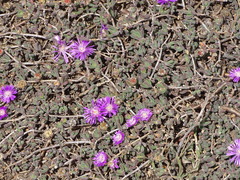 Drosanthemum candens