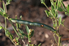 Sphenostylis angustifolia