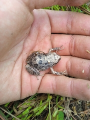 Pristimantis unistrigatus