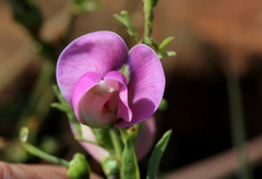 Sphenostylis angustifolia