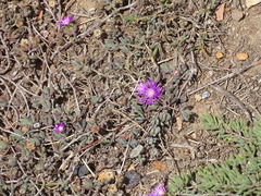 Drosanthemum candens
