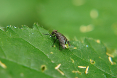 Platystoma