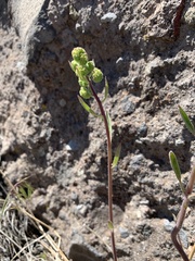 Phacelia imbricata