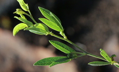 Sphenostylis angustifolia