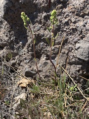 Phacelia imbricata