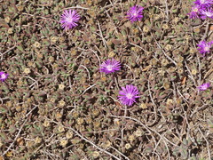 Drosanthemum candens