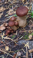 Armillaria gallica