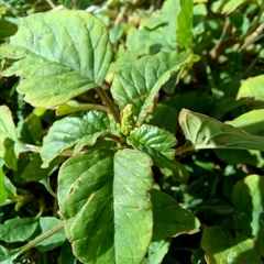 Amaranthus deflexus