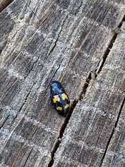 Glischrochilus fasciatus