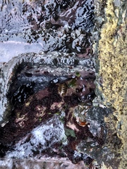Chiton marmoratus