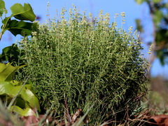 Ocimum angustifolium