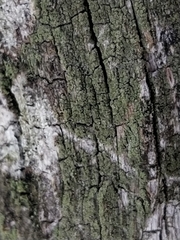 Buellia griseovirens