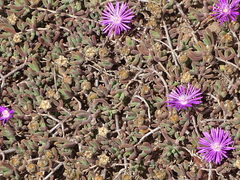 Drosanthemum candens