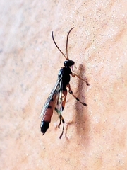 Schizopyga