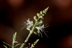 Ocimum angustifolium
