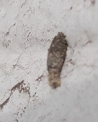 Luffia ferchaultella