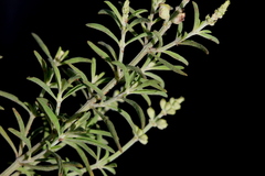 Ocimum angustifolium