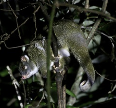 Pseudochirops archeri