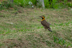 Colaptes campestris campestris