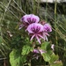 Pelargonium cordifolium - Photo (c) Brendan Cole, algunos derechos reservados (CC BY-NC-ND), subido por Brendan Cole
