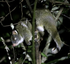 Pseudochirops archeri