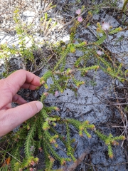 Diastella divaricata divaricata