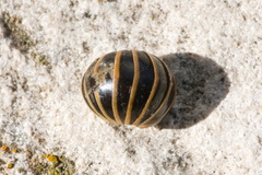 Glomeris marginata