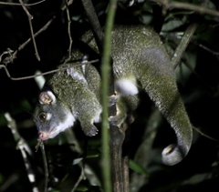 Pseudochirops archeri