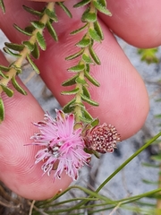 Diastella divaricata divaricata