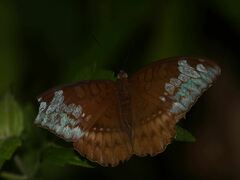 Tanaecia godartii