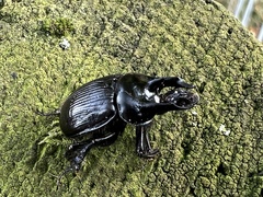 Typhaeus typhoeus