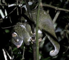Pseudochirops archeri