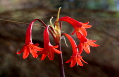 Cyrtanthus contractus