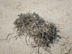 Caroxylon tuberculatum