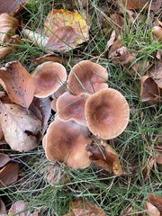 Rhodocollybia butyracea