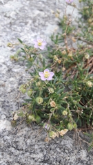 Spergularia rupicola